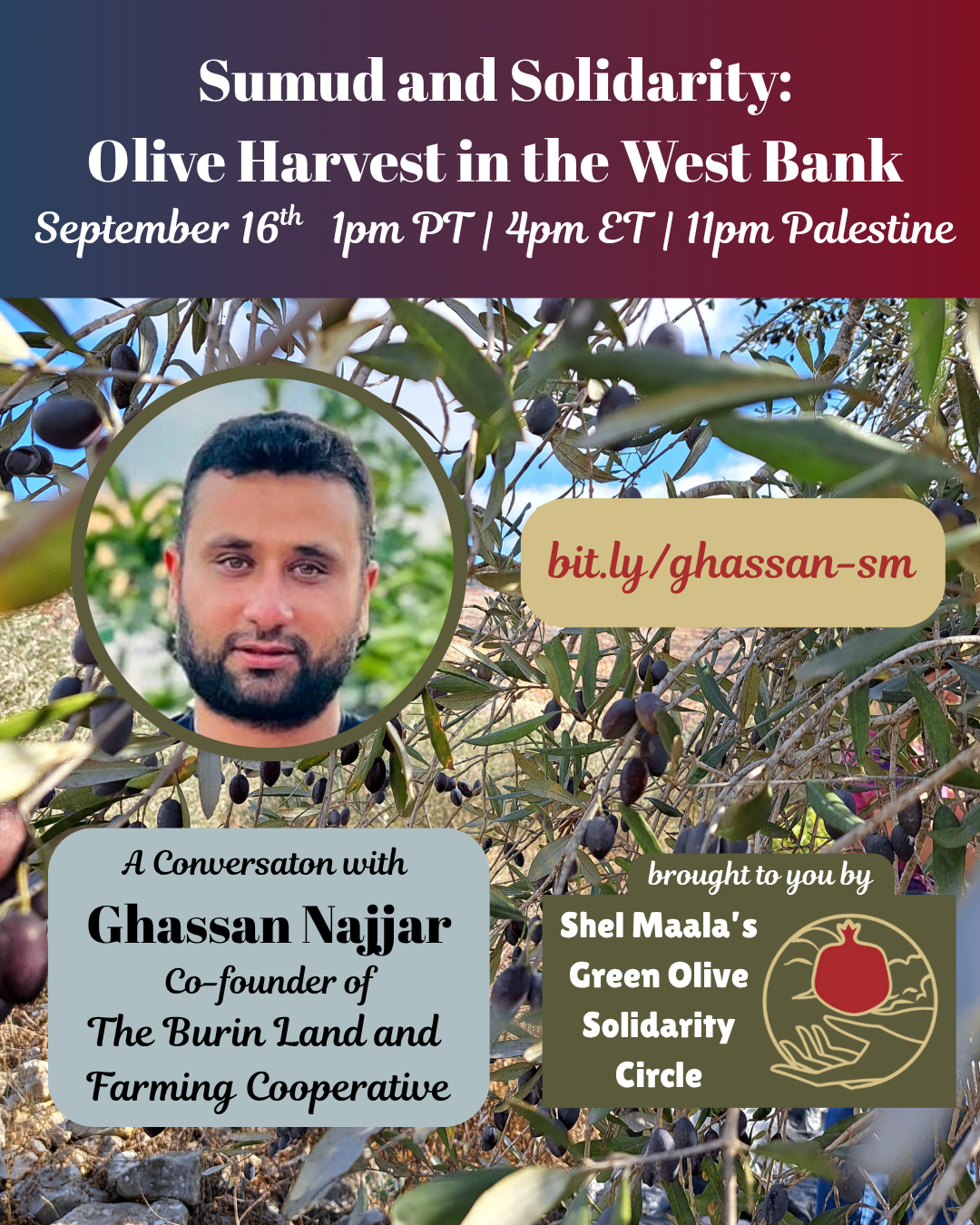 A graphic with a blue-to-red gradient header with the text "Sumud and Solidarity: Olive Harvest in the West Bank, September 16th 1pm PT | 4pm ET | 11pm Palestine". Beneath that, over a background of olive trees, is (1) a circular headshot of a person with short black hair and a beard, (2) a text box "A conversation with Ghassan Najjar, Co-founder of The Burin Land and Farming Cooperative", (3) a text box saying "brought to you by Shel Maala's Green Olive Solidarity Circle", and (4) a text box with the link "bit.ly/ghassan-sm"